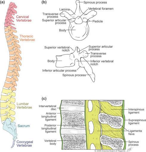 the backbone Supports the head, provides attachment for ribs, and encloses spinal