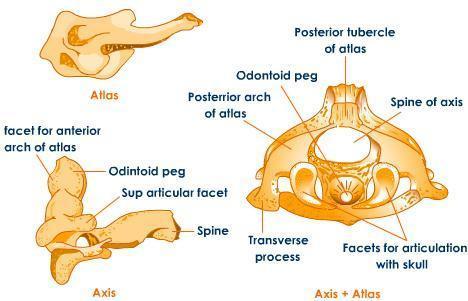 Cervical Vertebrae Seven vertebrae located in the neck area Atlas C1 first cervical vertebra Articulates with