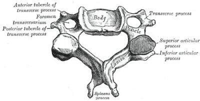 atlas to rotate Permits us to turn our heads (no) Spinous process of 3 rd 6 th vertebrae are bifid Divided at