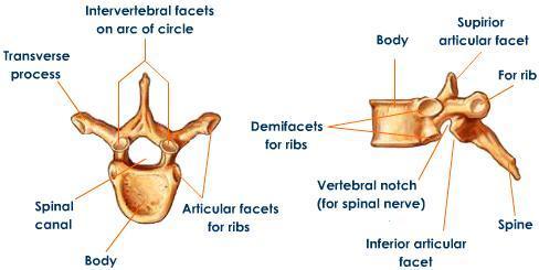 area Have long spinous processes Have facets for articulation with ribs Lumbar Vertebrae Five lumbar vertebrae