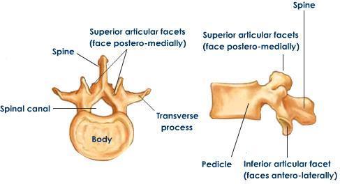 processes Short, thick spinous process Sacrum and Coccyx Sacrum Wedge shaped, composed of 5 fused vertebrae