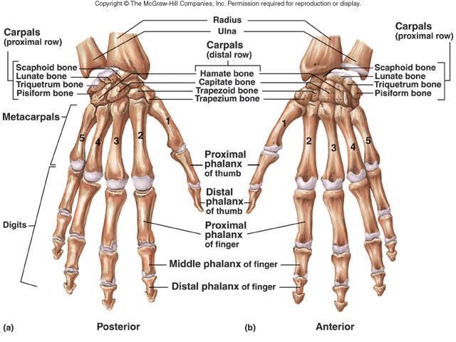 Wrists and Hands 27 bones per hand Wrists carpals 8 small bones in 2 rows held together by ligaments Hands composed of 2 parts 5 Metacarpals 14 phalanges Fingers have 3 parts, distal, middle,