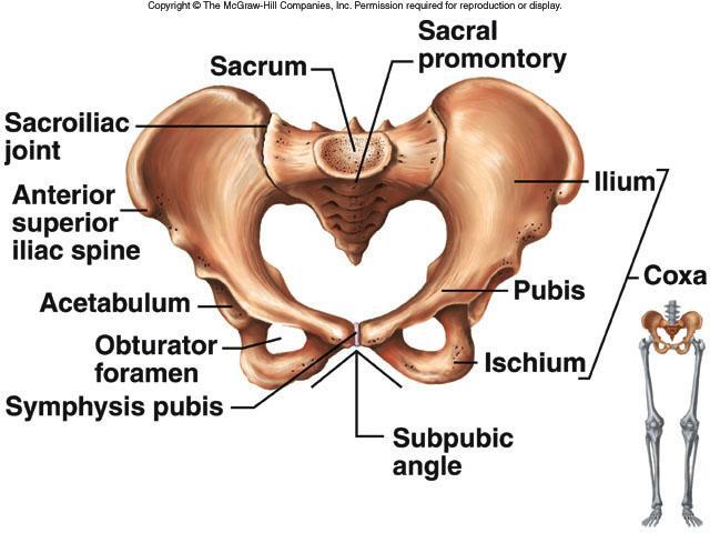 Fuse with sacrum to form bowl-shaped structure Form joint in front symphysis pubis Form joint in back with sacrum sacroiliac joint Female pelvis is wider, lighter and smoother Legs Femur thigh bone