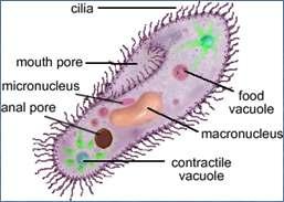 Paramecium Paramecium move by cilia