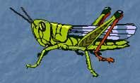 Locomotion in the Grasshopper Exoskeleton divided into plates to allow movement 3 pair of jointed