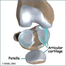 Bones and Cartilage Cartilage Is a type of connective tissue that bends easily Most of the skeleton of an embryo is