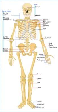 The Human Skeleton 206 bones Two main parts
