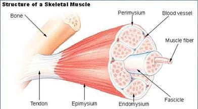 Skeletal muscles Voluntary muscles you do