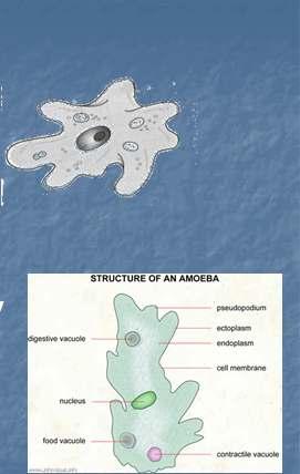 Amoeba An organism moves when the cytoplasm moves into or out of the pseudopods This