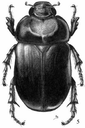 6(5). Length of antennal club half or less than half length of first antennal segment (Figs. 5, 23). Clypeal apex (in lateral view) sloped 45º with respect to dorsal plane of clypeus (Figs. 23, 36).
