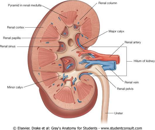 Kidney: Gross Anatomy pg 323 Blood supply Renal artery and vein ¼ heart s systematic