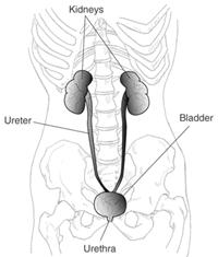 Ureters Begin at L2 as a continuation of renal pelvis Retroperitoneal Enters the bladder at an oblique angle This prevents backflow into the
