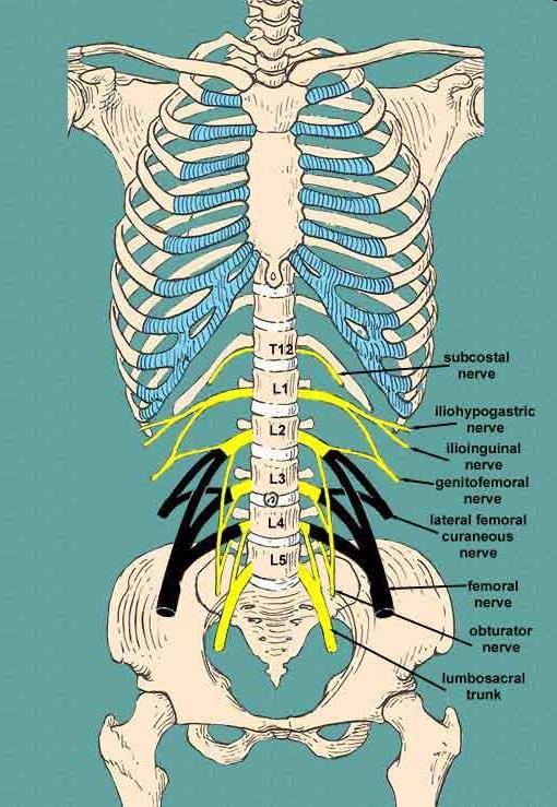 Nerves The lumbosacral plexus formed by L1 L5 spinal nerves (ventral rami) L1 - iliohypogastric & ilioinguinal nerves.