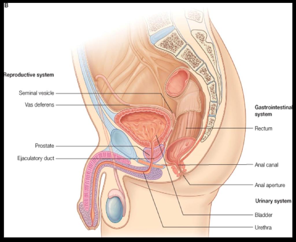 Peritoneum 1.