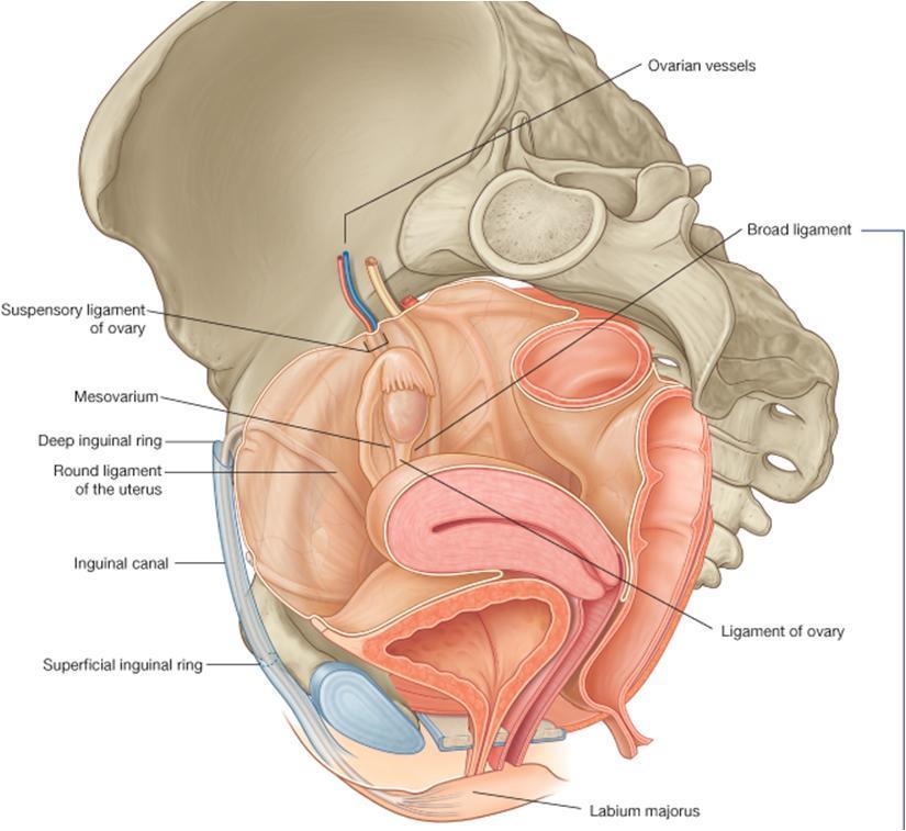 Peritoneum 2.