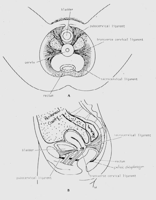 Round lig. of the uterus Uterine tube Mesosalpinx Lig.