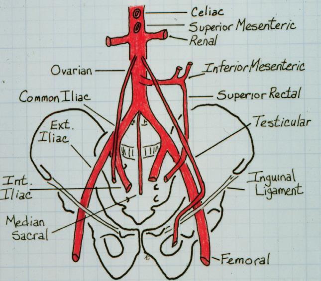 Blood supply of the pelvis Ovarian Common iliac Ext. iliac Int.