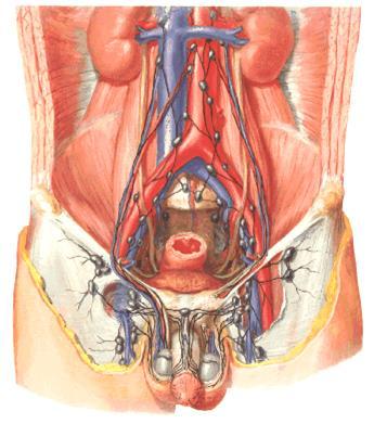 Lymphatic drainage of pelvis and perienum Rules: Para-aortic External iliac Superficial Inguinal Lymphatics drain toward lymph nodes along internal iliac veins,