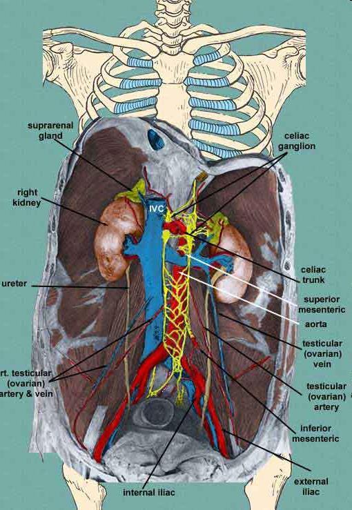 Retroperitoneal structures inferior vena cava (IVC) testicular (or ovarian) aorta celiac trunk superior mesenteric artery inferior