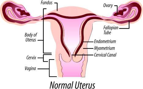fetus -glandular tissue for secreting a nutrient medium to nourish zygote 4) cervix: narrow opening at base of uterus -usually plugged with mucus to prevent entry of bacteria but also = barrier for