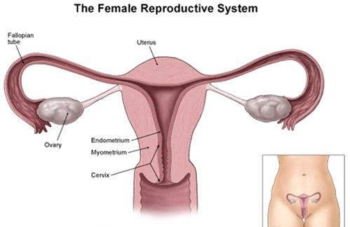 A) Main structures 1) ovary (2) produce ova & hormones (estrogen & progesterone)