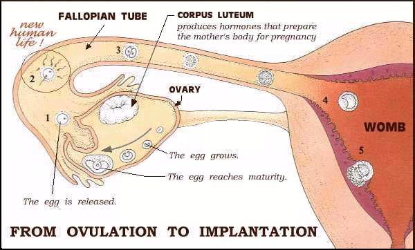 ovum as it bursts from ovary wall -lined with beating cilia to sweep ovum down length. Also performs peristalsis -location of fertilization: ovum begins to disintegrate upon leaving ovary.