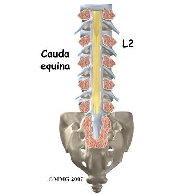 brain, just below the medulla or brain stem. It ends in the lumbar spine at about the first or second lumbar vertebrae where it is called the conus medullaris. Here it splits into many fibers.