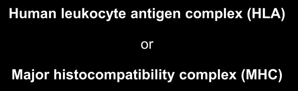 Human leukocyte antigen complex (HLA) or Major histocompatibility complex (MHC) Are membrane surface glycoproteins used by T cells to