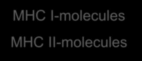 There are 2 classes of MHC-molecules: MHC I-molecules MHC II-molecules Important distinguishing