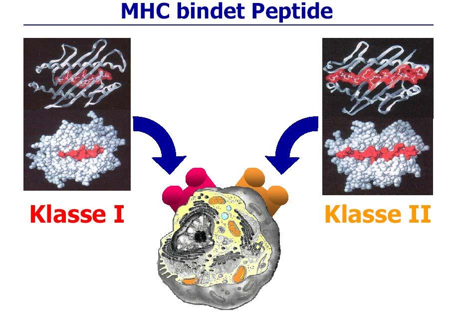 MHC binds peptides Class I Class II Monika