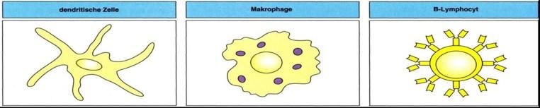 Properties of different antigen presenting cells Antigen exposure +++ macro pino cytosis and phagocytosis by dendritic tissue cells; virus infection phagocytosis +++ antigen specific receptor (Ig)