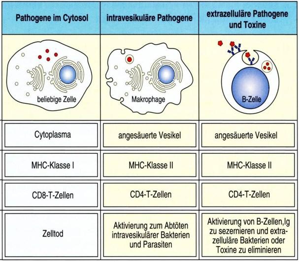 Pathogens and their products are either in the cytoplasm or in the vesicles of the cell Pathogens in cytosol Intra vesicular pathogens Extra cellular pathogens and toxins Cytoplasm acidified vesicle
