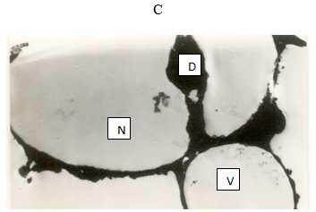 Figure 3: Transmission electron micrographs of the Cladoceran, Daphnia magna (X4000) C Daphnia magna exposed to Cupric sulphate N- disorganized nucleus; V- lysis of cytoplasmic area appeared 