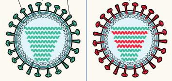 Viral evolution: influenza Before 2009 A/H1N1 A/H3N2 B/Vic B/Yam Different viruses with different proteins: