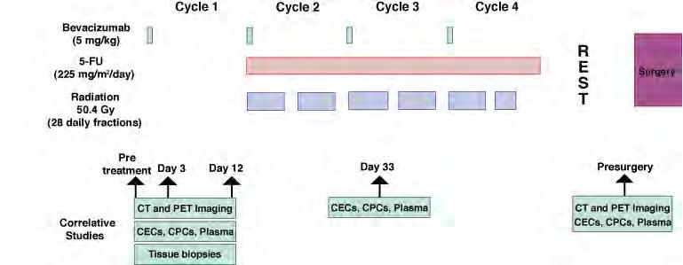 Phase I/II Trial of Bevacizumab with Chemoradiation in Advanced Rectal Cancer Willett et al., Nat Med 2004 Willett et al., J Clin Oncol 2005 Duda et al.