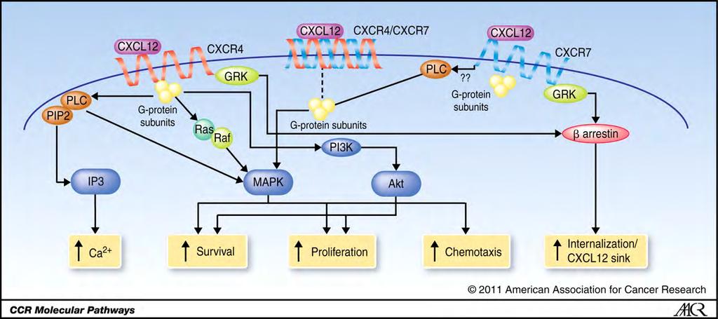 SDF1α (CXCL12) pathway BMS-936564 (MDX1338) Nox-A12 AMD3100 (pleraxifor) BKT140 CCX662 Duda