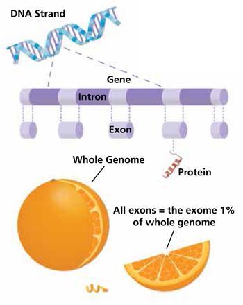 Patient 1 diagnosis Whole Exome Sequencing (WES) Compound