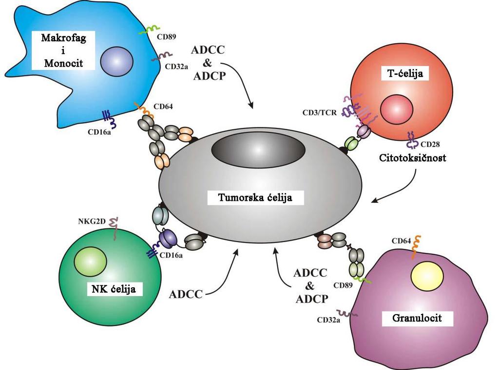 receptori (Stein i sar., 2012). Receptori za IgG klasu antitela, Fcγ receptori (FcγR), imaju dominantnu ulogu u posredovanju imunskog odgovora na prisustvo antitela (Clynes i sar., 1998). Slika 1.4.