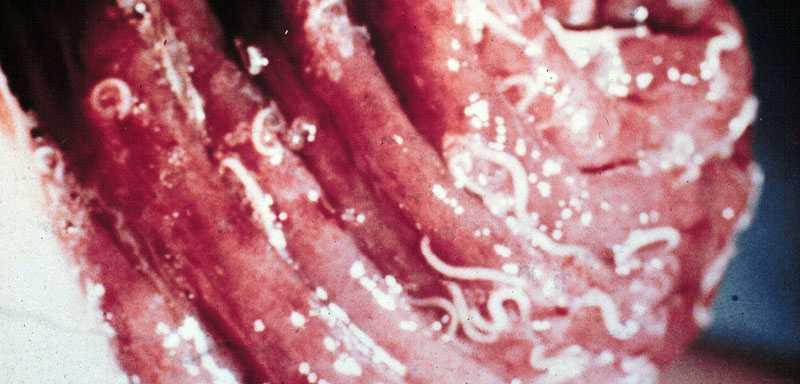 mucosa of caecum An adult worm produces