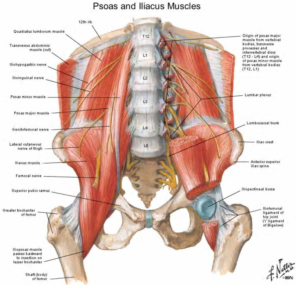 Iliopsoas and the RF, whose reflected head inserts in to the anterior capsule, course anteriorly to the hip and provide dynamic stability in E PRESENTATION OF INSTABILITY Insidious onset of sharp or