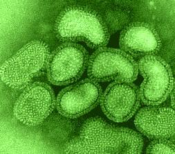 Influenza A Past Antigenic Shifts: 1918 H1N1 Spanish Influenza 20-40 million deaths 1957 H2N2 Asian Flu 1-2