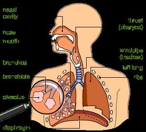 Respiratory System Nasal Cavity Nose Mouth Bronchus Bronchiole
