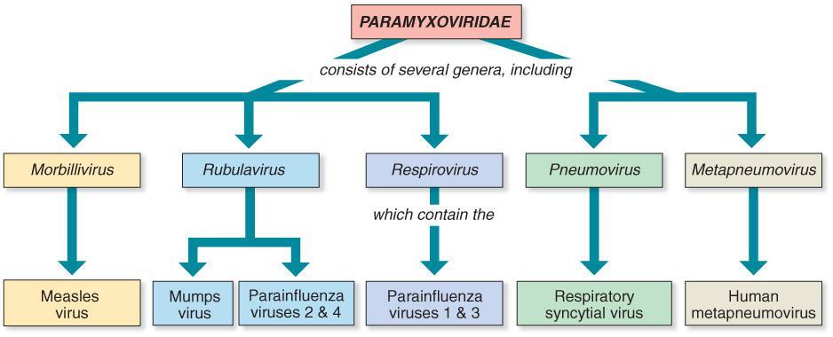 Paramyxovirus infections
