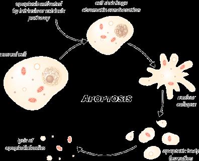 Apoptosis Programmed cell
