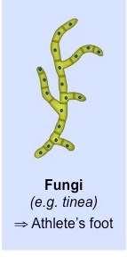 These are organisms such as bacteria, viruses, and fungi that