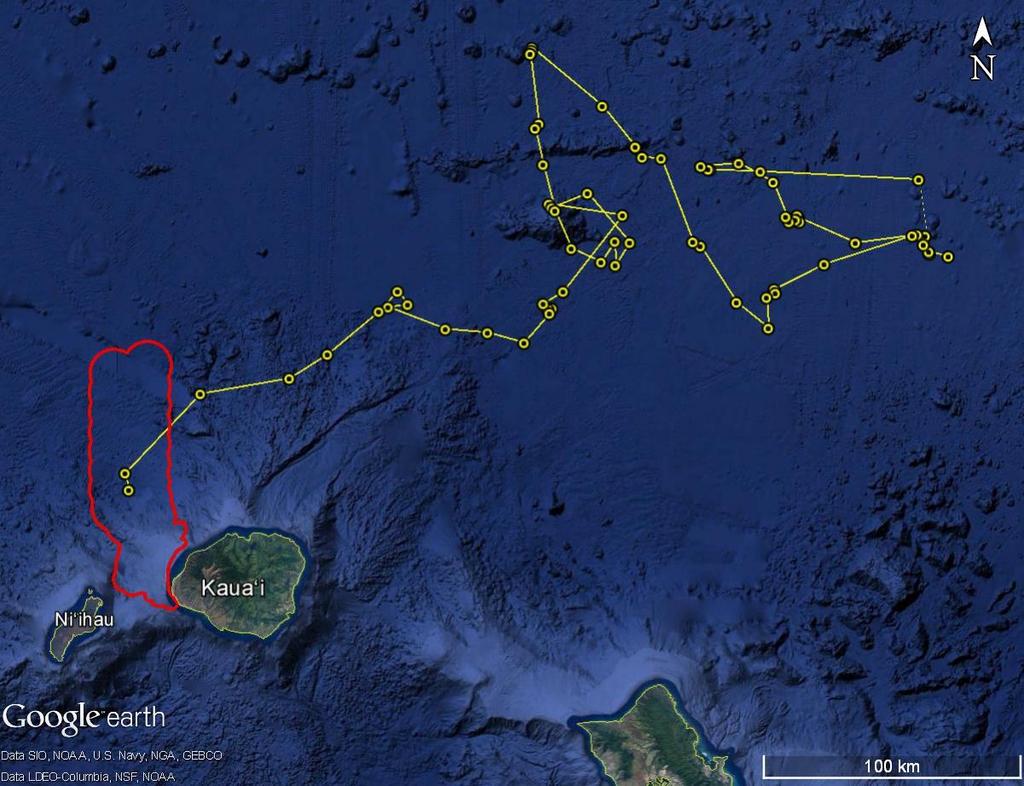 Figure 6. Locations (yellow circles) of satellite tagged sperm whale over a 13.