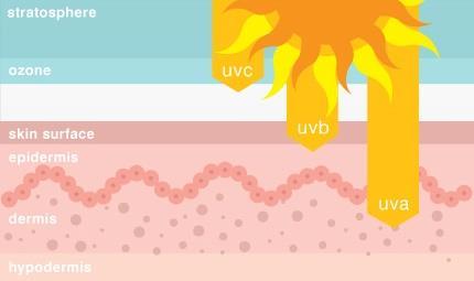 Slika 1. Prikaz dubine penetracije UV zraka kroz kožu Preuzeto iz (3). UV zračenje može biti apsorbirano i u biomolekulama izazivajući fotokemijske i fotobiološke odgovore.