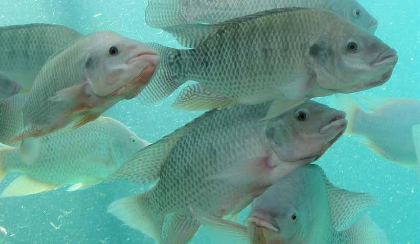 Abstract World aquaculture production is dominated by omnivorous fish species that live in freshwater, including various carp and catfish species.
