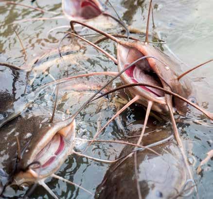 Numerous subsequent experiments, in which channel catfish were grown to market size in earthen ponds, have demonstrated the complete replacement of fish meal with soybean meal or other ingredients