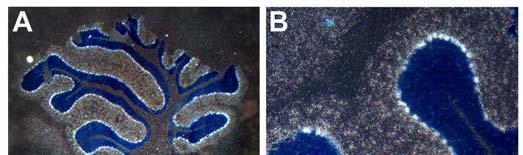 Figure 2. SynDIG1 mrna is expressed selectively in cerebellar Purkinje neurons.